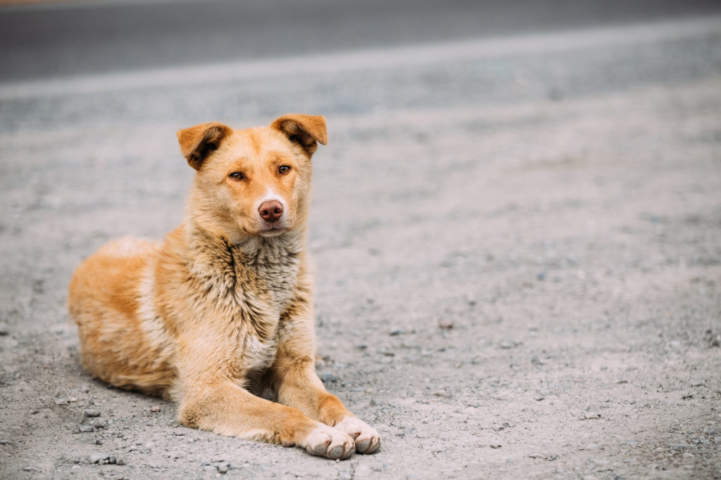 Perro macho sin hogar viviendo en la calle