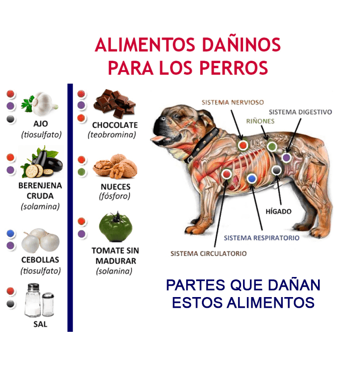 Alimentos dañinos para los perros