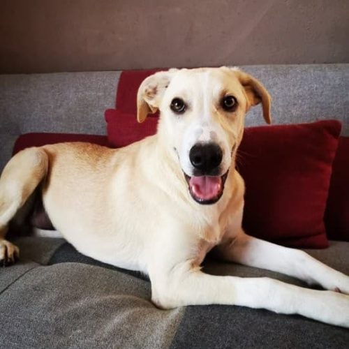 Celeste, perrita en adopción