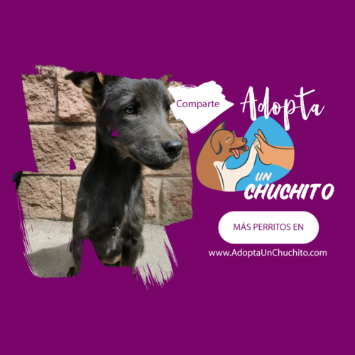 Fergy, cachorra en adopción responsable Guatemala