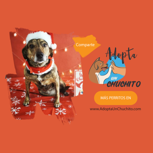 Perrita en adopción Guatemala