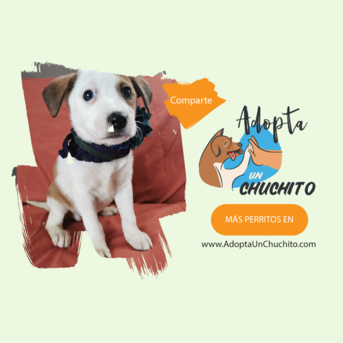 Perrita Butter en adopción Guatemala