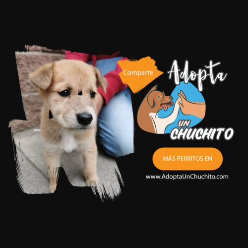 Perrita pequeña en adopción Quetzaltenango Guatemala