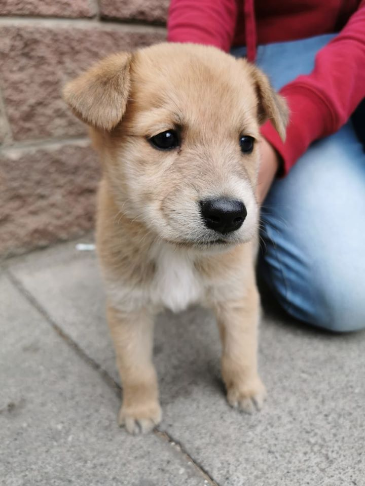 Cachorra en adopción Guatemala