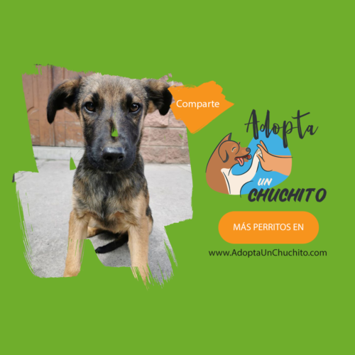 Alberto perro en adopción en Guatemala
