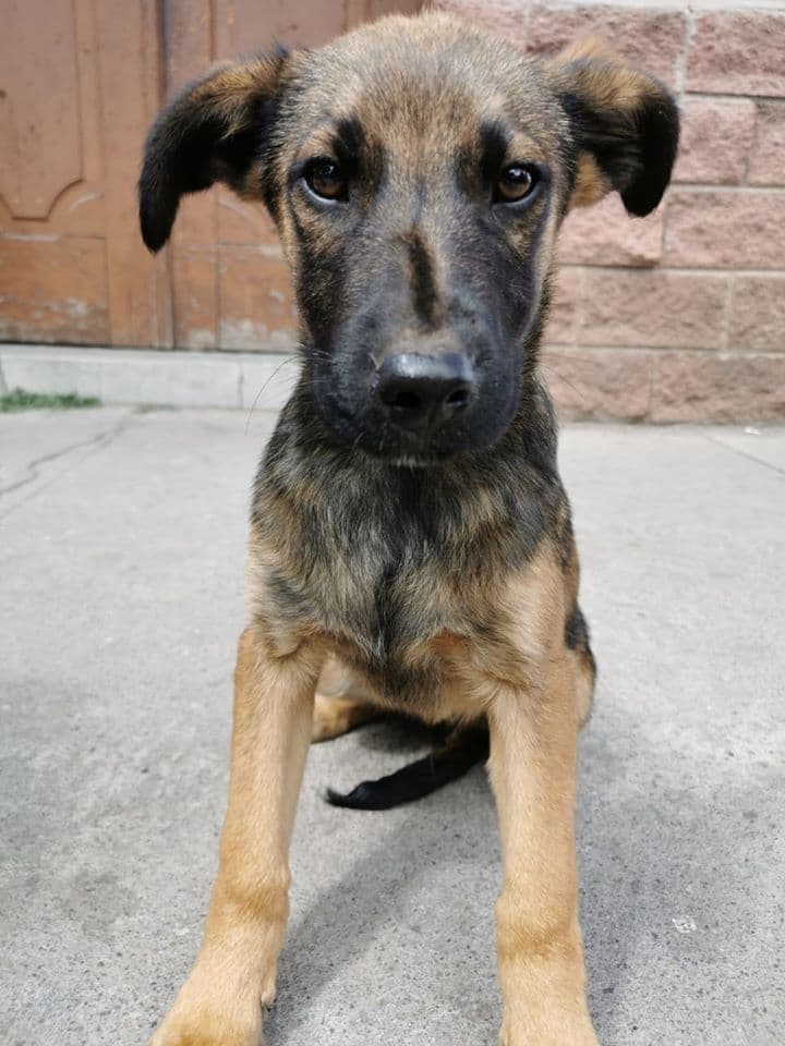 perro alberto en adopcion en guatemala