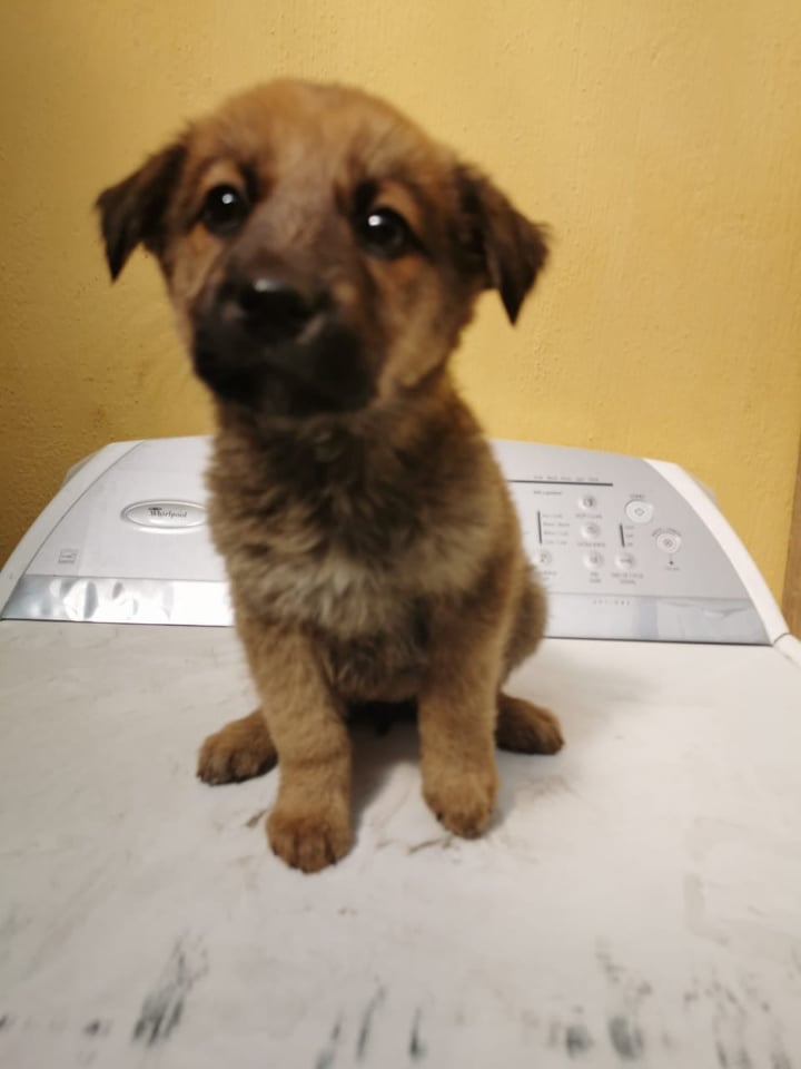 Cachorro Aramis en adopción Guatemala