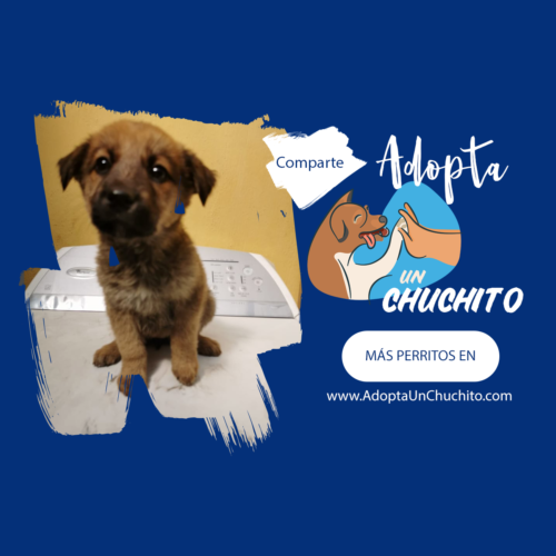 Aramis cachorro en adopción en Guatemala