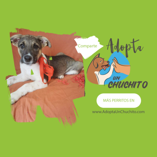 Perrita Masha en adopción Guatemala