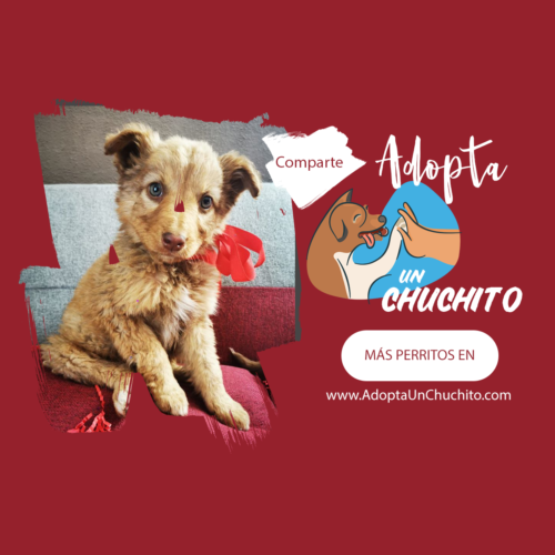 Candas cachorra en adopción-Guatemala