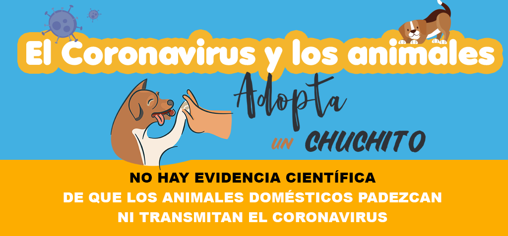 Coronavirus mascotas a dueños