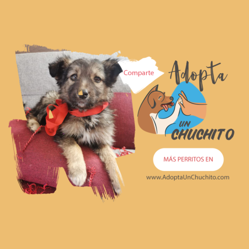 Cachorra Estela en adopción guatemala