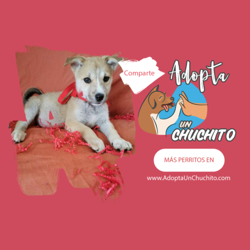 Kirara cachorra en adopcion en guatemala