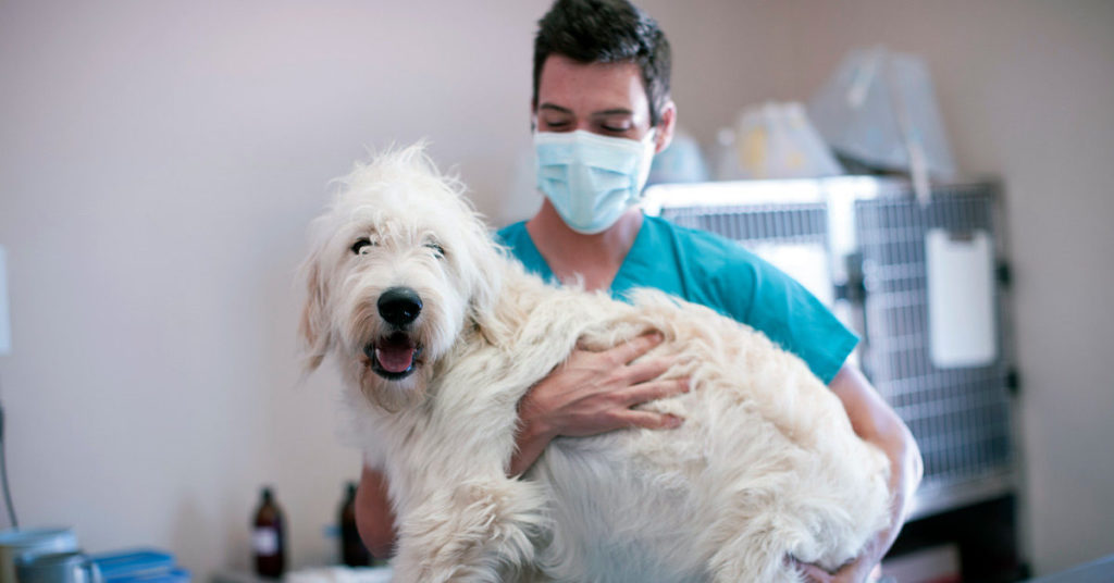 veterinario con perro COVID-19